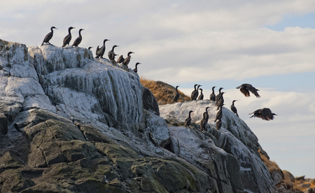 Nesting Pelagic Cormorants 