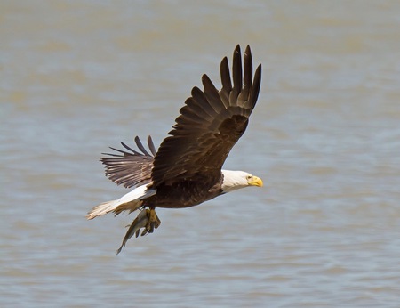 Bringing home dinner