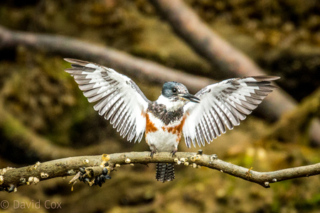 Belted Kingfisher_Female