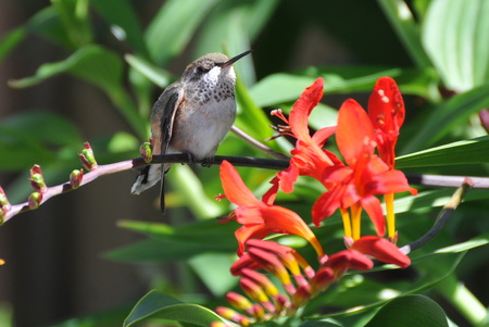 Young Hummingbird