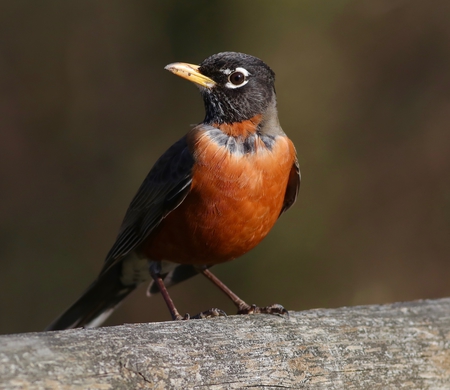 Robin Portrait