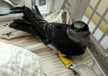 Purple martin at Wild ARC