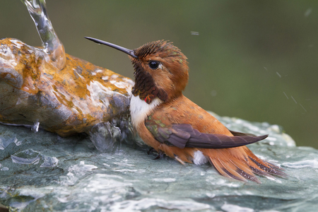 Rufous Hummingbird bathing