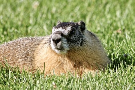 Lounging Marmot