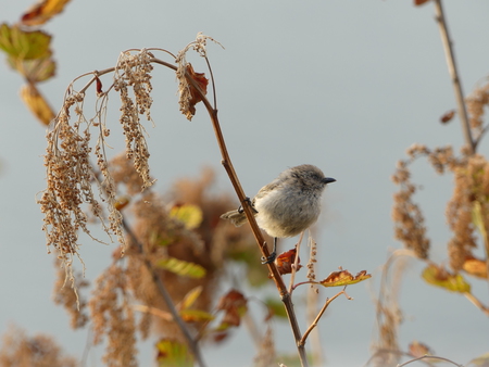 Prospect Point Wren