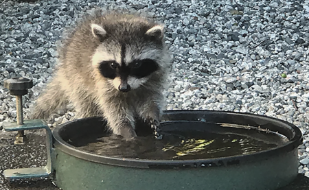 Thirsty Baby Raccoon