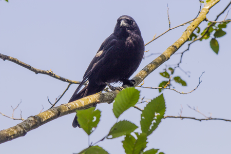 Crow at Green Timbers Urban Forest 