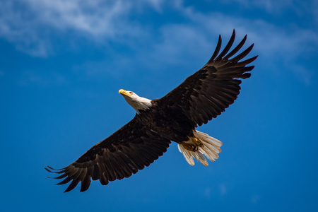 Eagle over Salish Sea