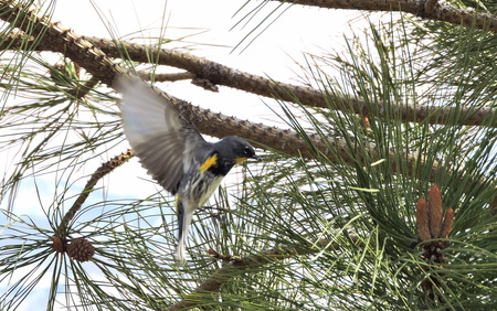 Yellow Rumped Warbler (Audubon)