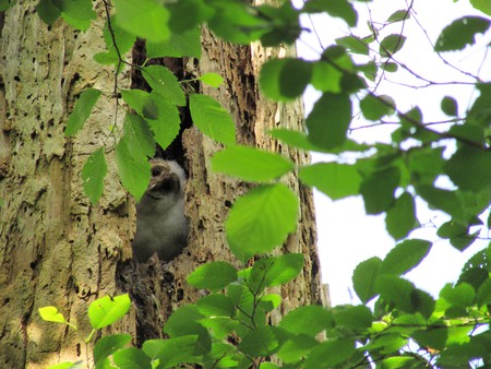 Baby Owl