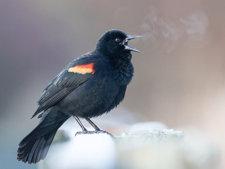 Frosty Blackbird