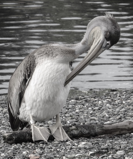 Wayward Brown Pelican 