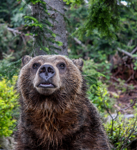 Grizzly Bear