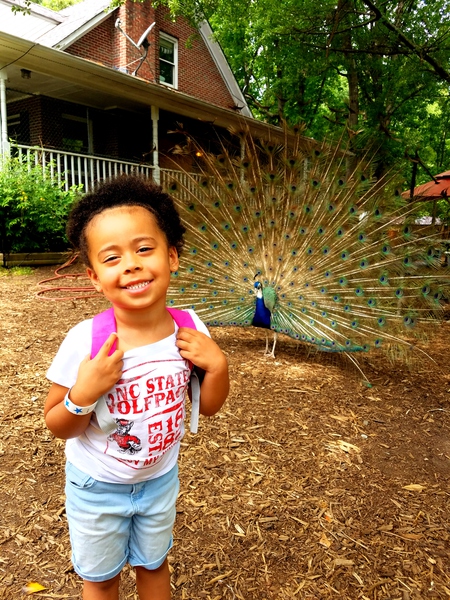Peacock