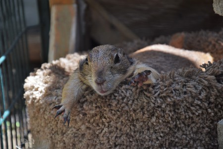 Ground squirrel