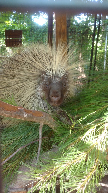 Wilson (North American Porcupine)