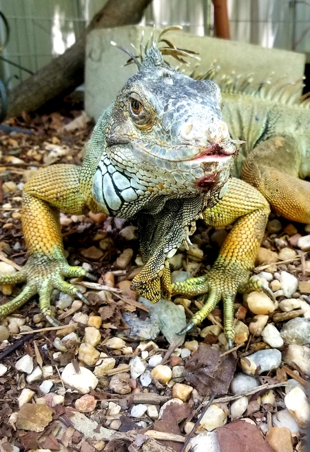 Elvis