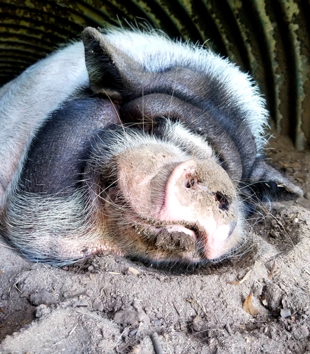 Wilbur