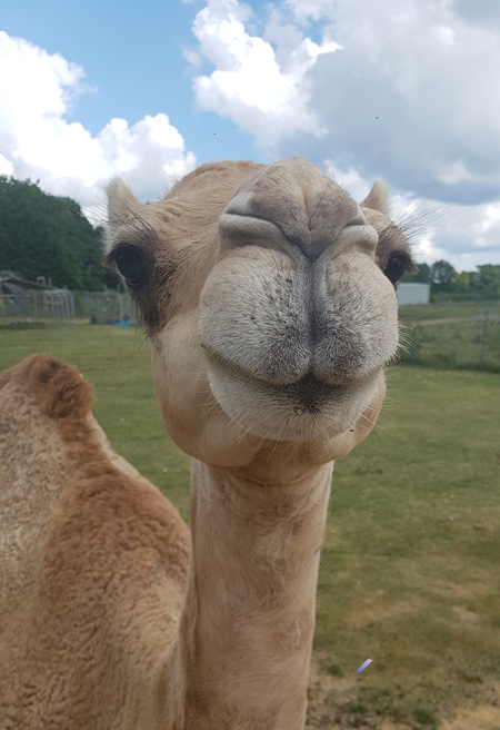 Awesome Camel