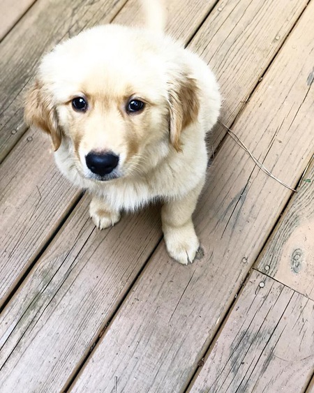Brinkley