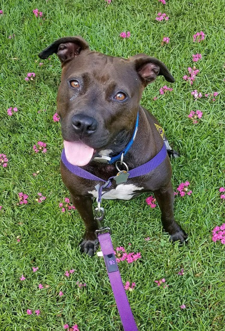 Chaka