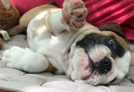  Sir Rumsford K Wrinklesworth III
