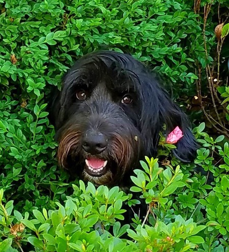 Georgie