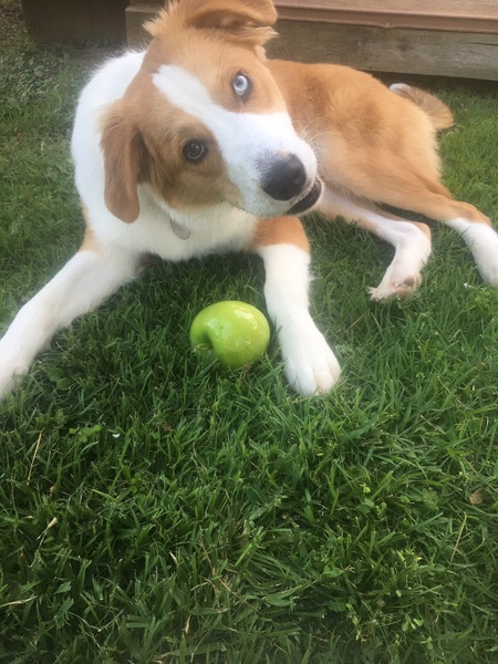 Cooper