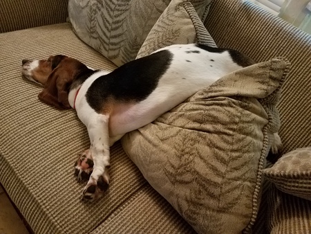 Belle 