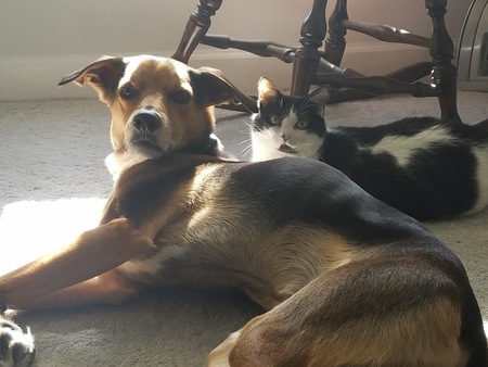 Molson and Lager