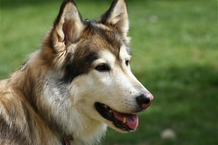Herriot
