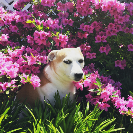 Bella