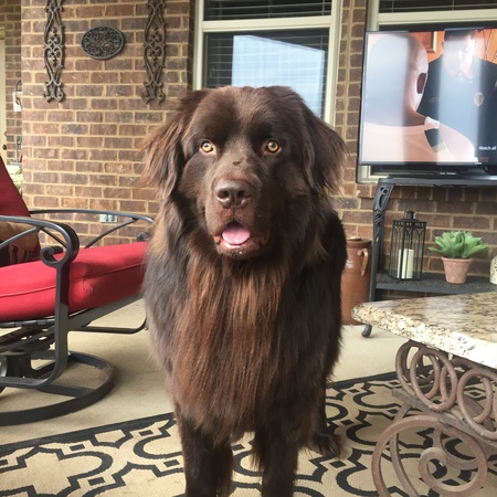 Loki