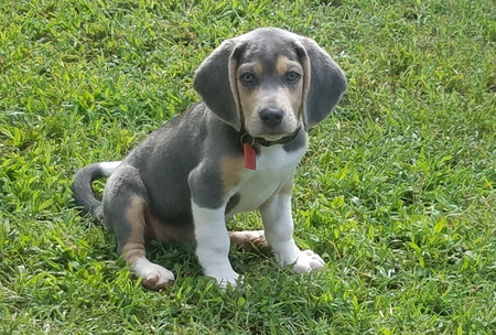 Bowie