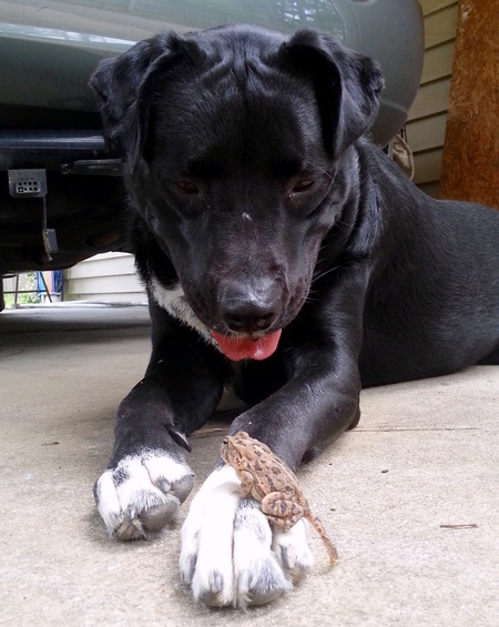 Otto