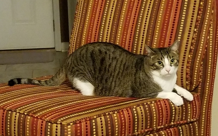 Lincoln Spencer Cooper