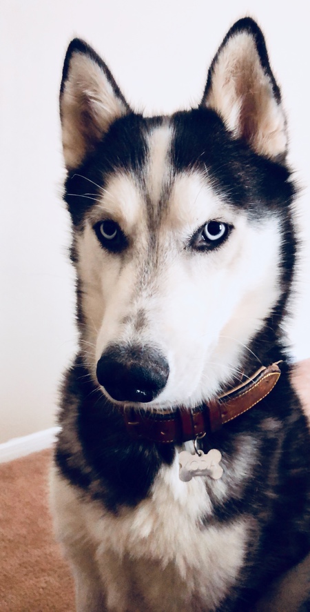 Koda