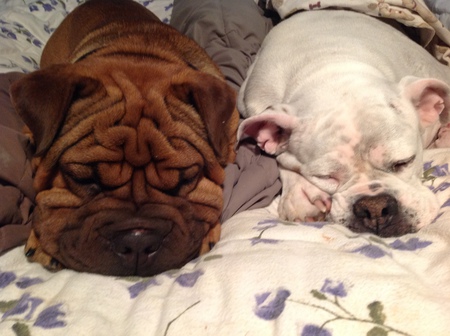 Frankie and Ginger