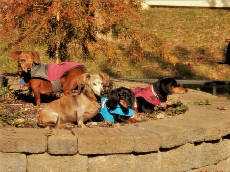 Chocolate Chip, Tulip, Lola and One-Eyed Jackie