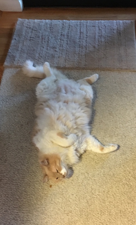 Sandy Kitty