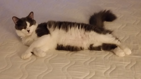 Tibby