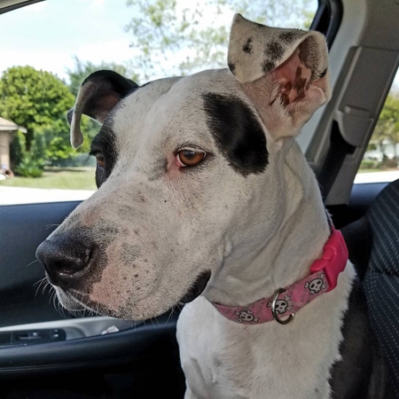 Nala