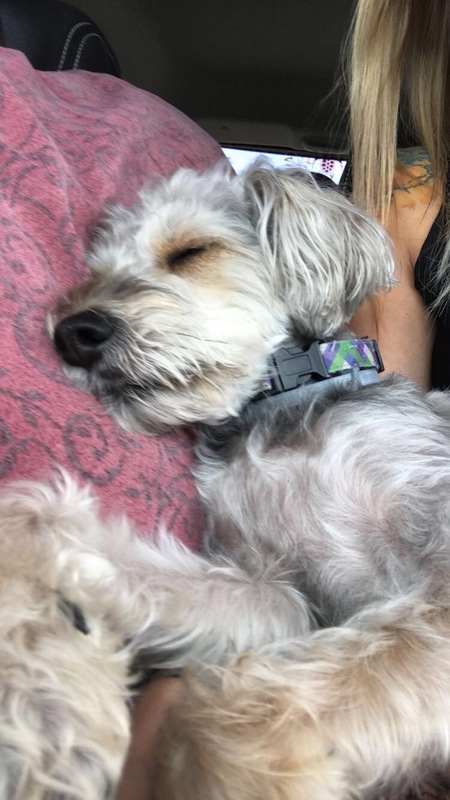 Gizmo
