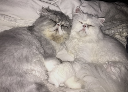 Jasper & Rocket