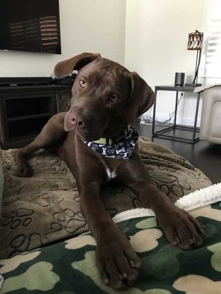Chewie