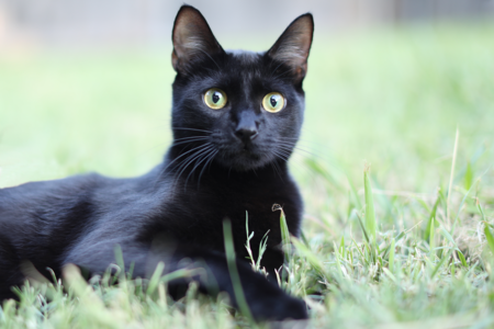 Binx