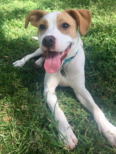 Banjo
