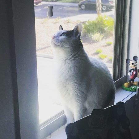Sammy
