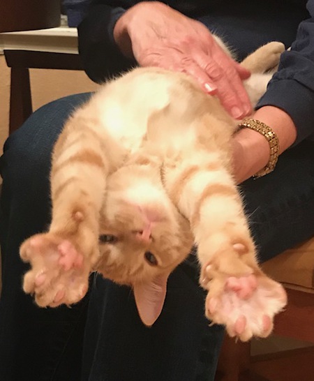 Finn