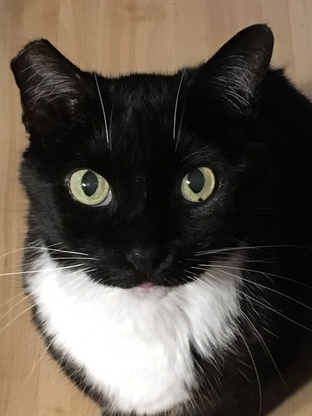 Mom Cat
